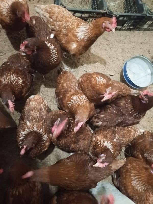 lohman brown hens plus white misri filming breed for sale 03029596297 0