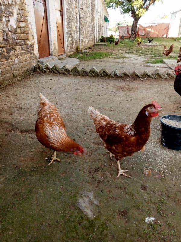 lohman brown hens plus white misri filming breed for sale 03029596297 3