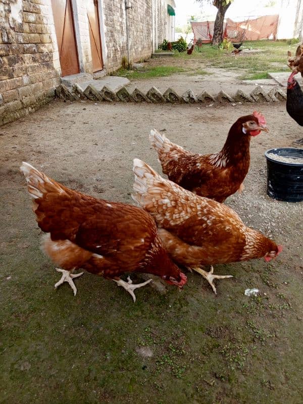 lohman brown hens plus white misri filming breed for sale 03029596297 5