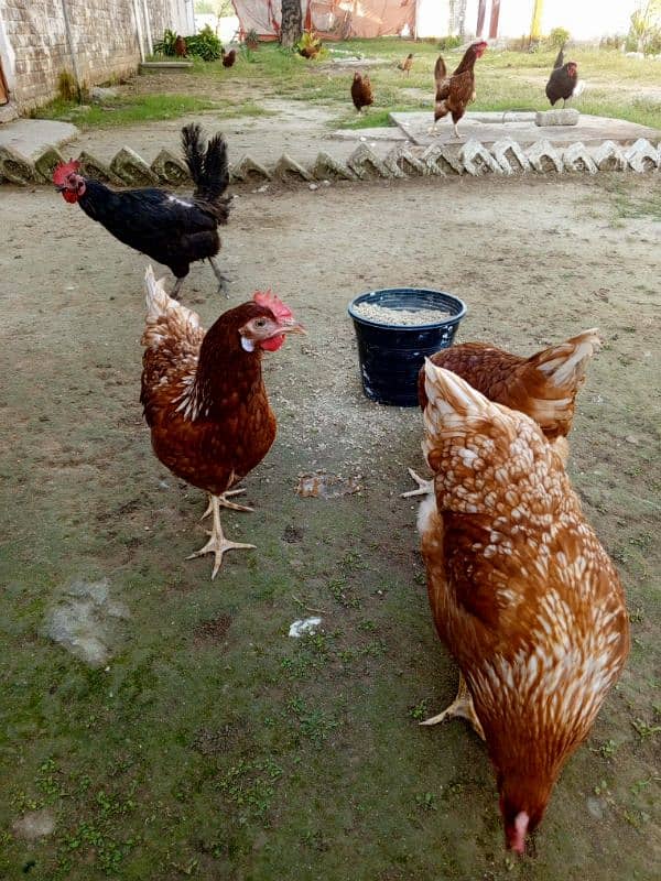 lohman brown hens plus white misri filming breed for sale 03029596297 6