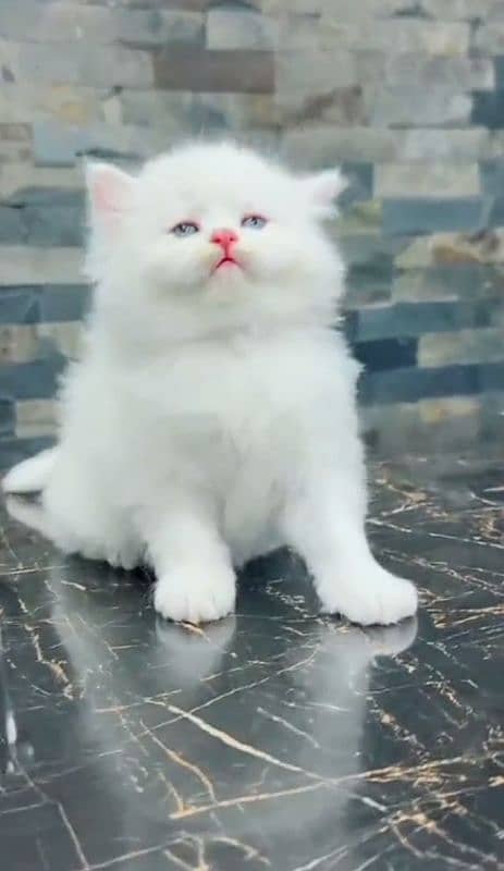 Cat Persian| Blue eye| ͡⁠° ͡⁠°⁠  Baby| kitten| Punch face| triple kot 0