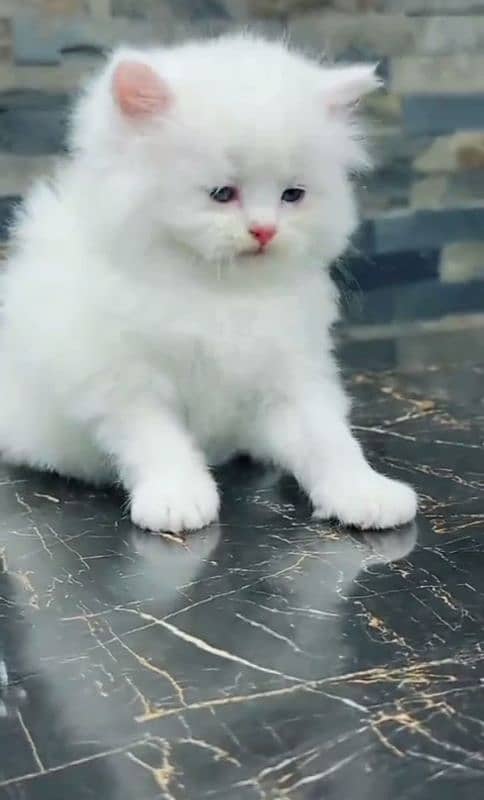 Cat Persian| Blue eye| ͡⁠° ͡⁠°⁠  Baby| kitten| Punch face| triple kot 1