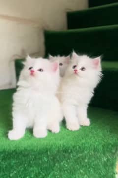 Cat Persian| Blue eye|(⁠⁠‿⁠⁠) Baby| kitten| Punch face| triple kot