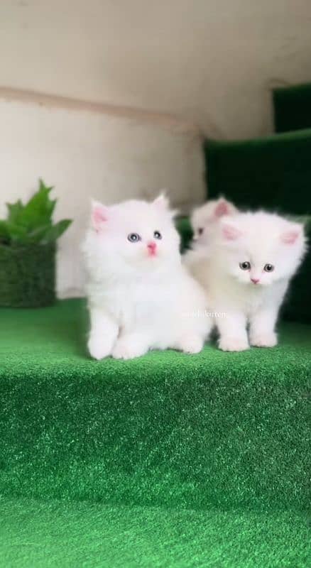 Cat Persian| Blue eye|(⁠⁠‿⁠⁠) Baby| kitten| Punch face| triple kot 1