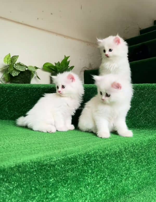 Cat Persian| Blue eye|(⁠⁠‿⁠⁠) Baby| kitten| Punch face| triple kot 2