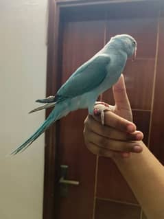 Blue Ringneck