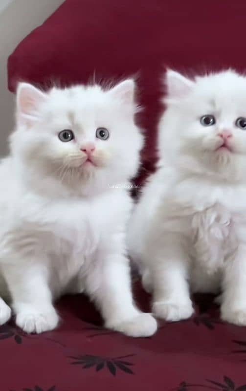 Cat Persian| Blue eye| Baby| kitten| Punch face| triple kot…⁠ᘛ⁠⁐̤⁠ᕐ⁠ᐷ 0