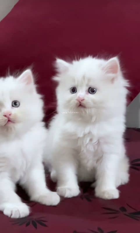 Cat Persian| Blue eye| Baby| kitten| Punch face| triple kot…⁠ᘛ⁠⁐̤⁠ᕐ⁠ᐷ 1