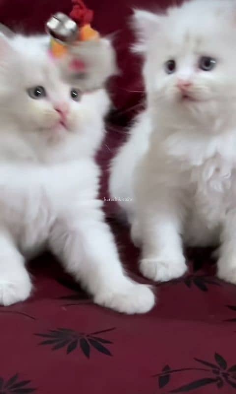 Cat Persian| Blue eye| Baby| kitten| Punch face| triple kot…⁠ᘛ⁠⁐̤⁠ᕐ⁠ᐷ 2