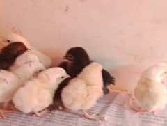 chicks for sale