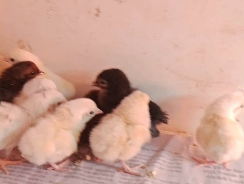 chicks for sale 0