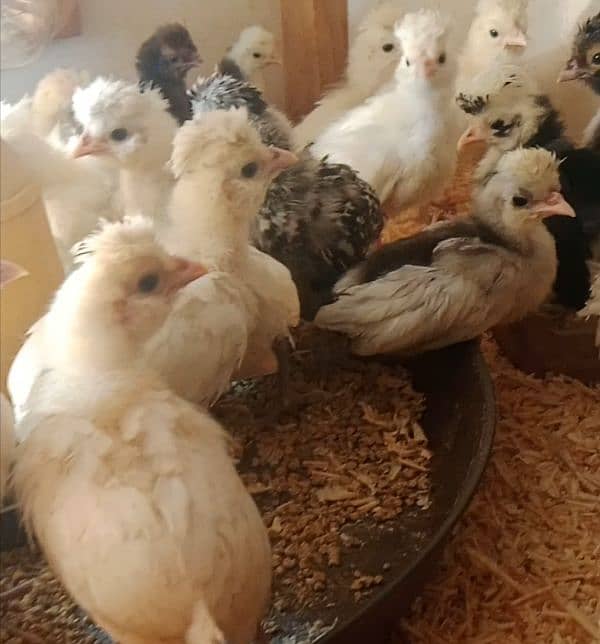 chicks for sale 2