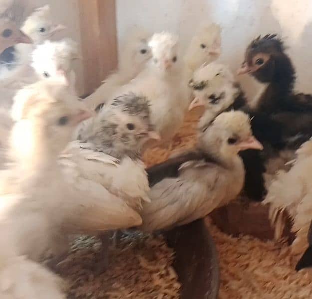 chicks for sale 7