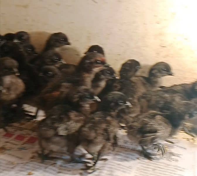 chicks for sale 8