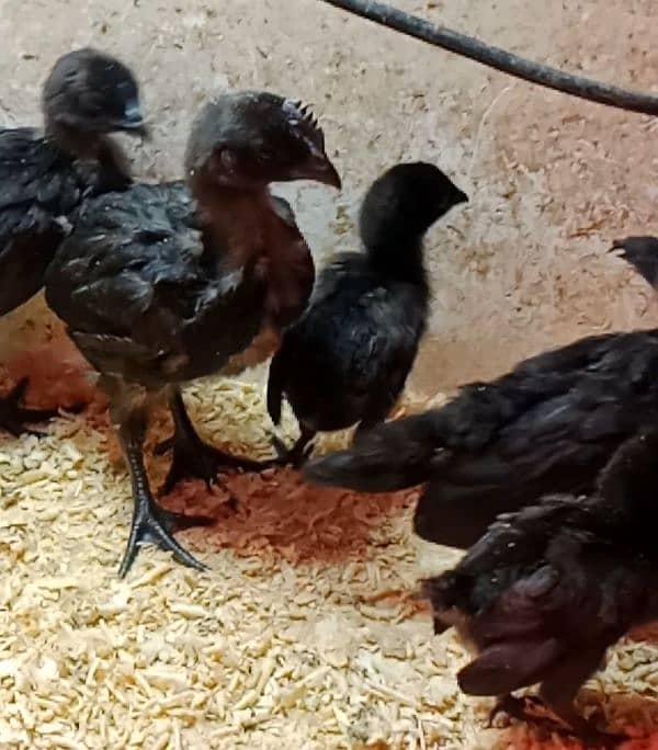 chicks for sale 9