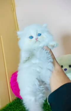 Cat Persian| Blue eye| Baby| kitten| Punch face| triple kot ⁠⁠