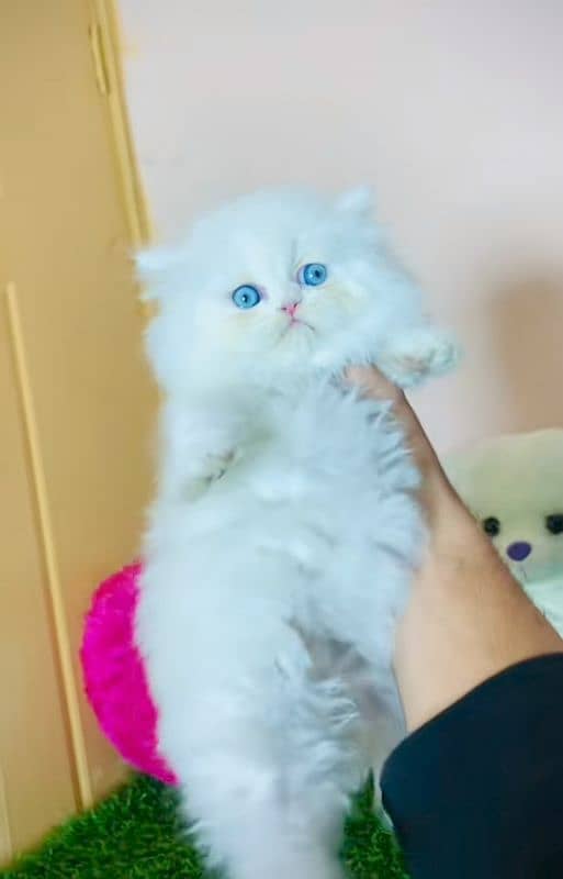 Cat Persian| Blue eye| Baby| kitten| Punch face| triple kot ⁠⁠ 0