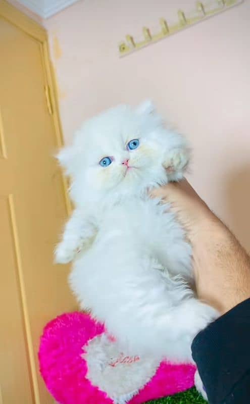 Cat Persian| Blue eye| Baby| kitten| Punch face| triple kot ⁠⁠ 1