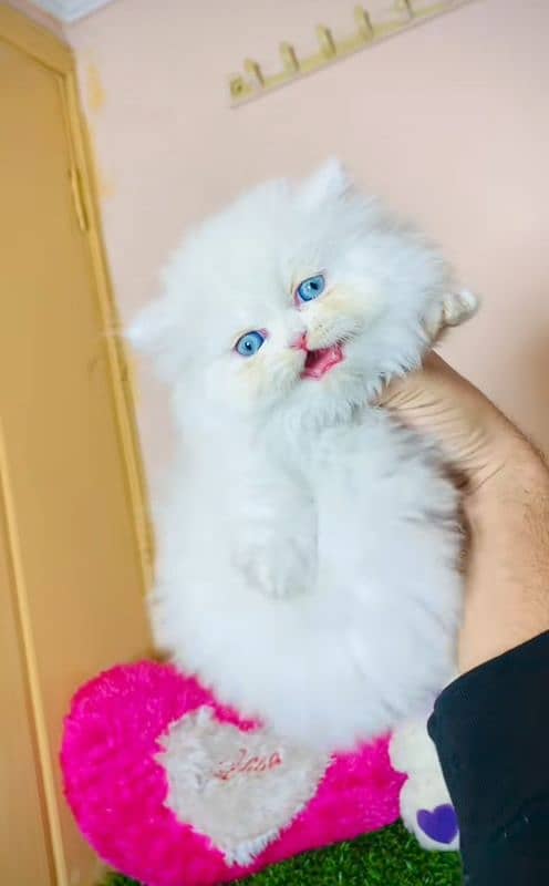 Cat Persian| Blue eye| Baby| kitten| Punch face| triple kot ⁠⁠ 2