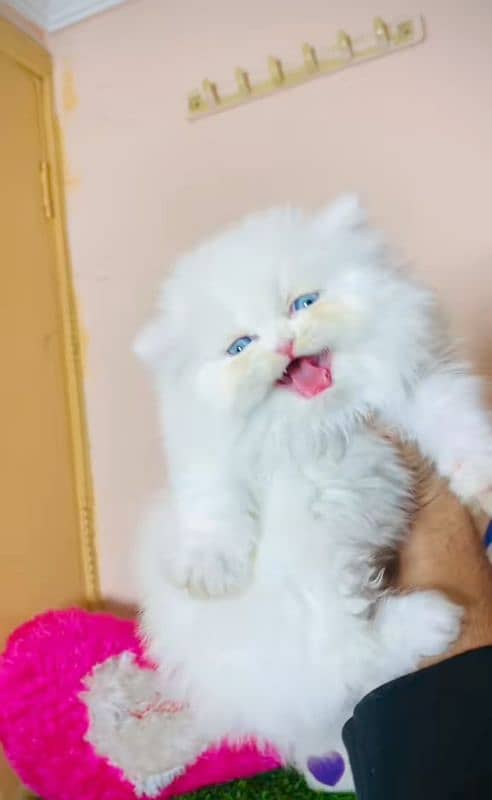 Cat Persian| Blue eye| Baby| kitten| Punch face| triple kot ⁠⁠ 4