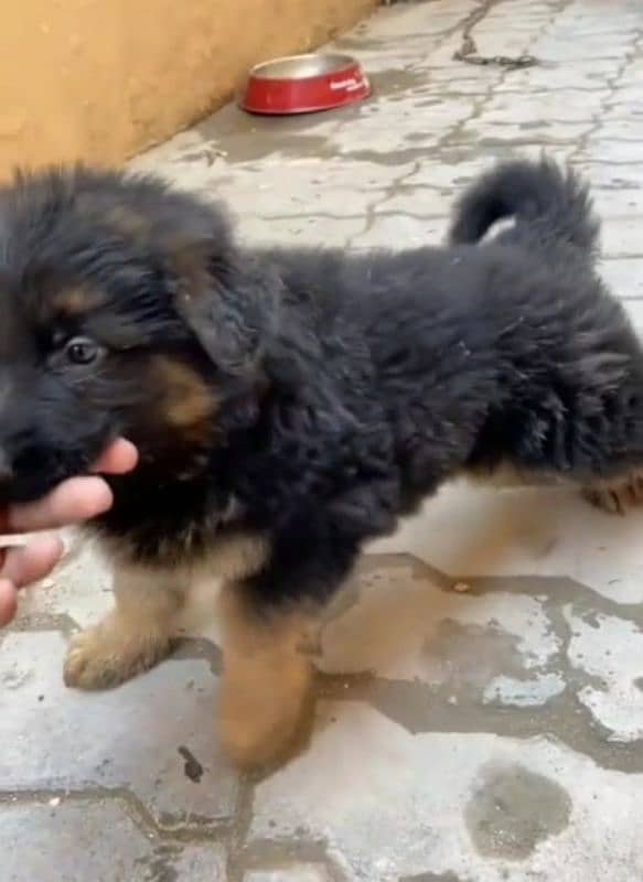 German Shepherd puppy | Long Coat For Sale |03463649736 WhatsApp 1