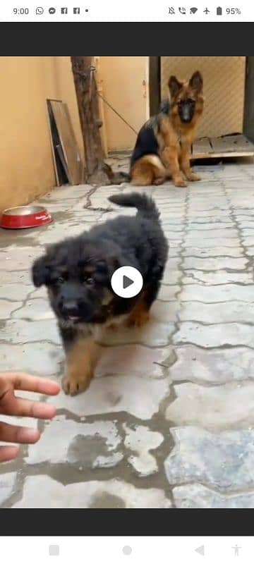 German Shepherd puppy | Long Coat For Sale |03463649736 WhatsApp 2