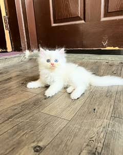 Cat Persian| Blue eye| Baby| kitten| Punch face| triple kot ⁠ ⁠ᴥ⁠ ⁠