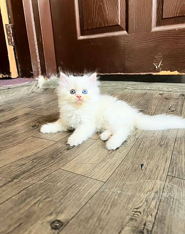 Cat Persian| Blue eye| Baby| kitten| Punch face| triple kot ⁠ ⁠ᴥ⁠ ⁠ 0