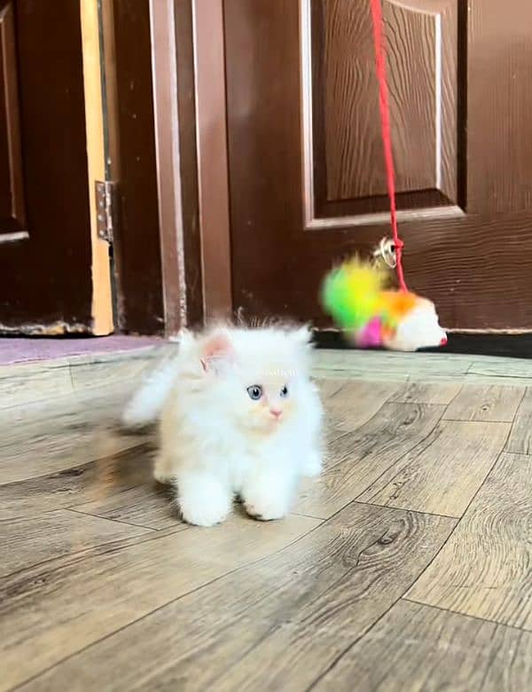 Cat Persian| Blue eye| Baby| kitten| Punch face| triple kot ⁠ ⁠ᴥ⁠ ⁠ 3