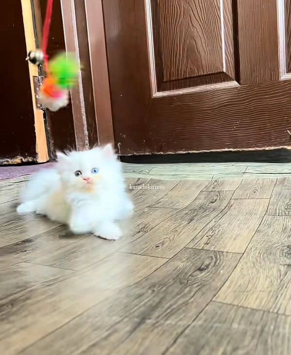 Cat Persian| Blue eye| Baby| kitten| Punch face| triple kot ⁠ ⁠ᴥ⁠ ⁠ 4