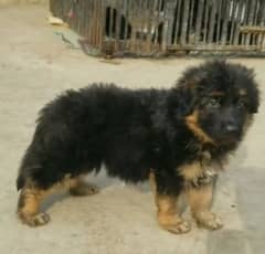 German Shepherd puppy | Long Coat For Sale |03463649736 WhatsApp