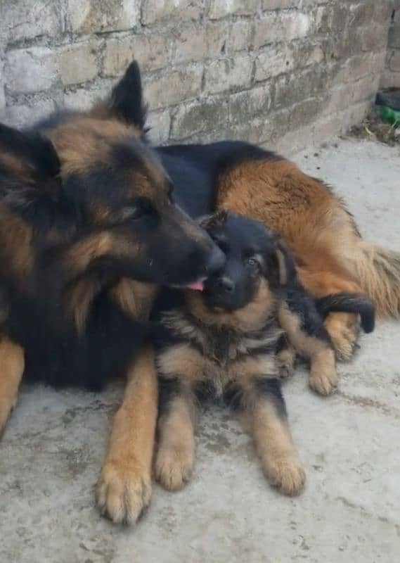 German Shepherd puppy | Long Coat For Sale |03463649736 WhatsApp 2