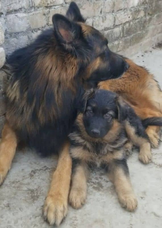 German Shepherd puppy | Long Coat For Sale |03463649736 WhatsApp 3