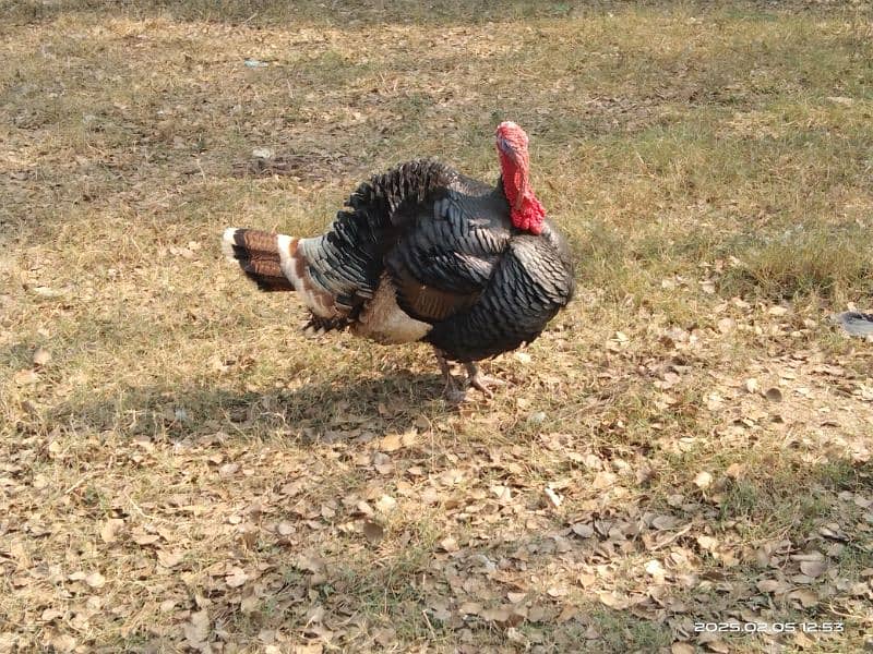 Pair turkey with 3 little turkey for sale 1