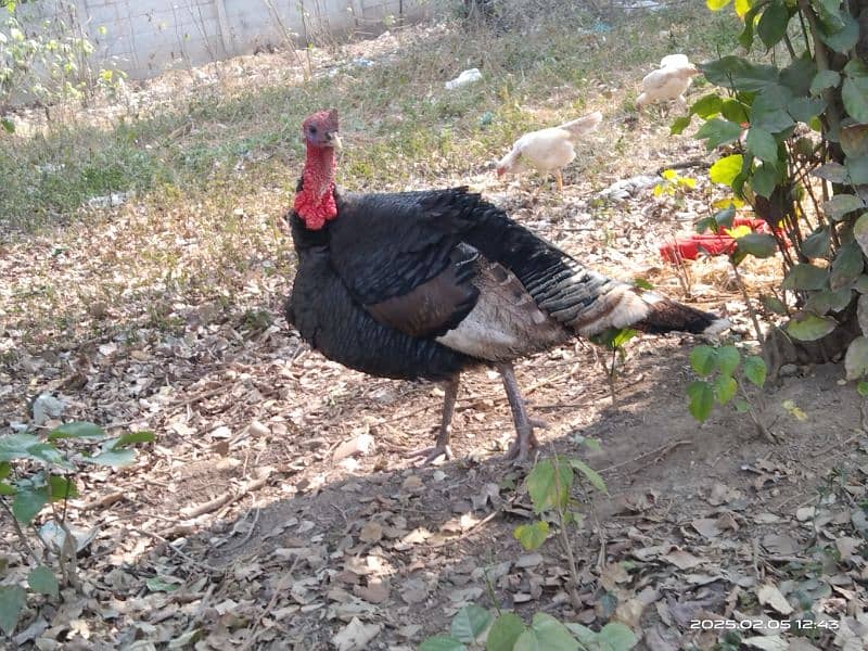 Pair turkey with 3 little turkey for sale 2