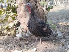 Black Female turkey For Sale