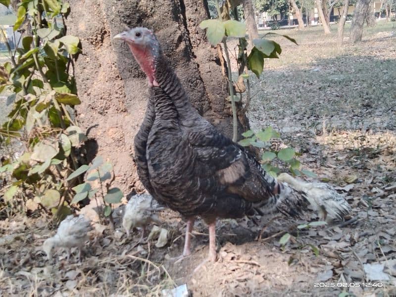 Pair turkey with 3 little turkey for sale 4