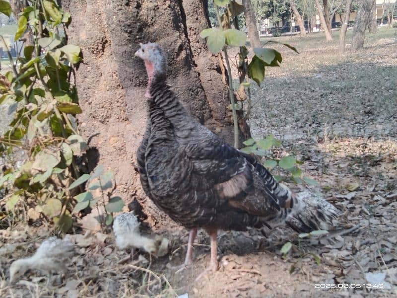 Pair turkey with 3 little turkey for sale 5