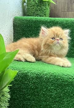 Cat Persian| Blue eye| Baby| kitten| Punch face| triple kot