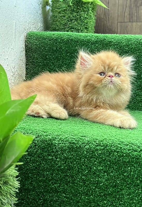 Cat Persian| Blue eye| Baby| kitten| Punch face| triple kot 0