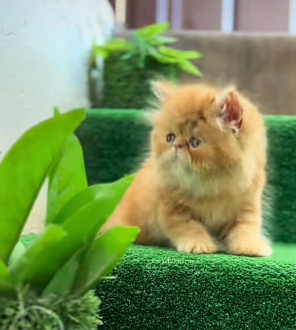 Cat Persian| Blue eye| Baby| kitten| Punch face| triple kot 1