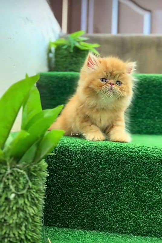 Cat Persian| Blue eye| Baby| kitten| Punch face| triple kot 2