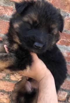 German Shepherd puppy | Long Coat For Sale |03463649736 WhatsApp