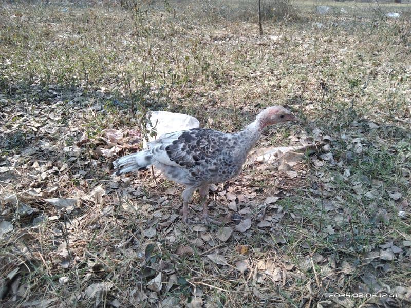 Pair turkey with 3 little turkey for sale 8