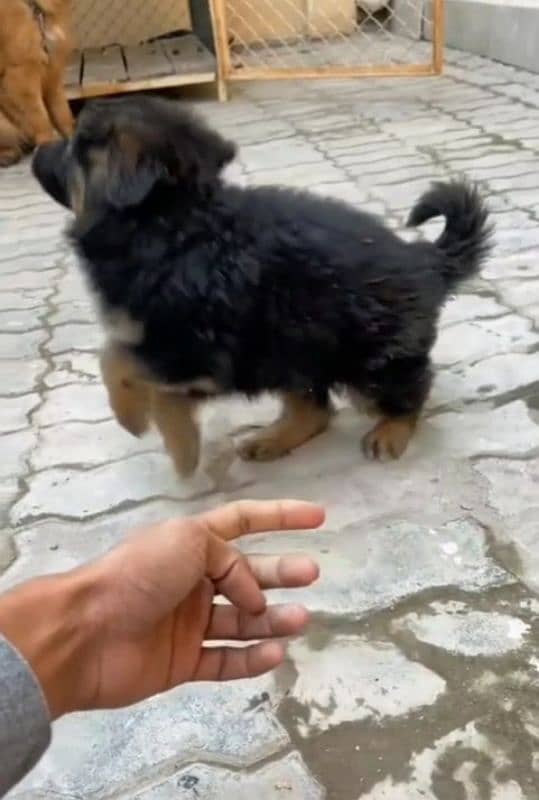 German Shepherd puppy | Long Coat For Sale |03463649736 WhatsApp 3