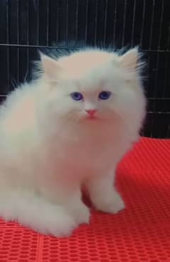 Cat Persian| Blue eye| Baby| kitten| Punch face| triple kot WOW