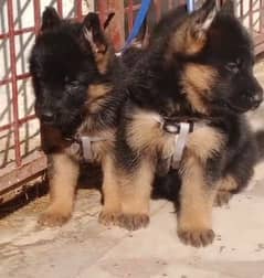 German Shepherd puppy | Long Coat For Sale |03463649736 WhatsApp