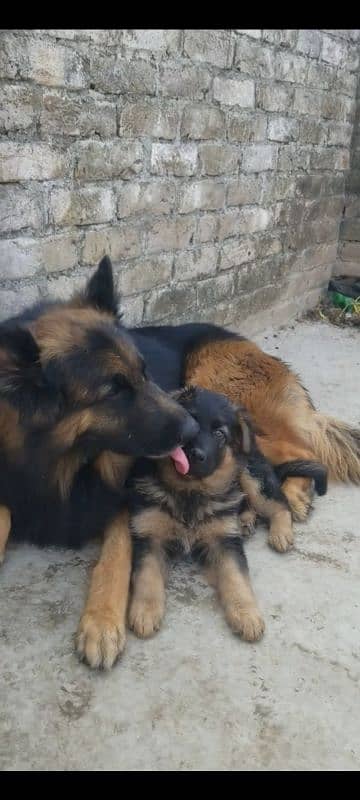 German Shepherd puppy | Long Coat For Sale |03463649736 WhatsApp 2