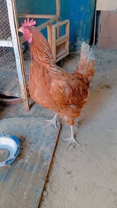 lohman brown hen