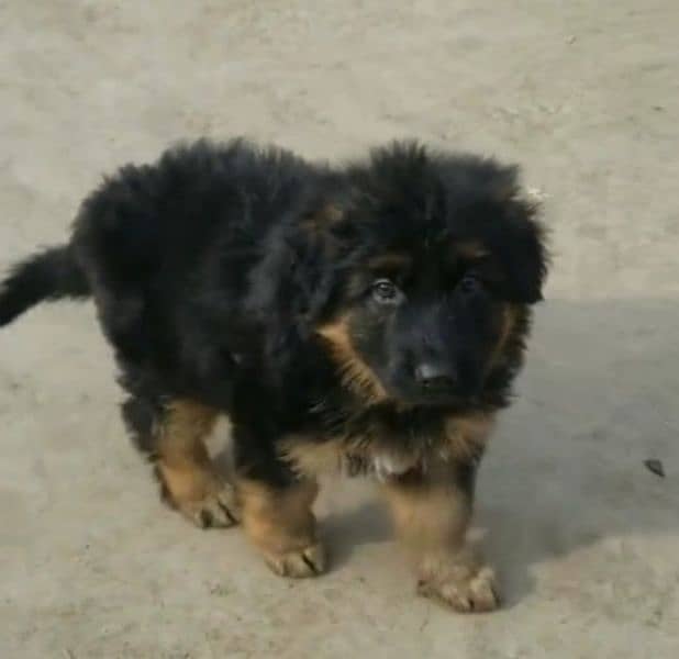 German Shepherd puppy | Long Coat For Sale |03463649736 WhatsApp 0